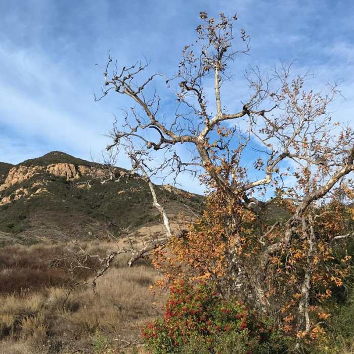 Near Beek's Place via Black Star Falls