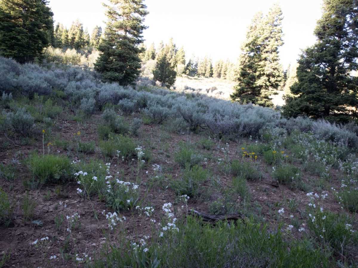 Toll Road to Steve's Pass photo 3