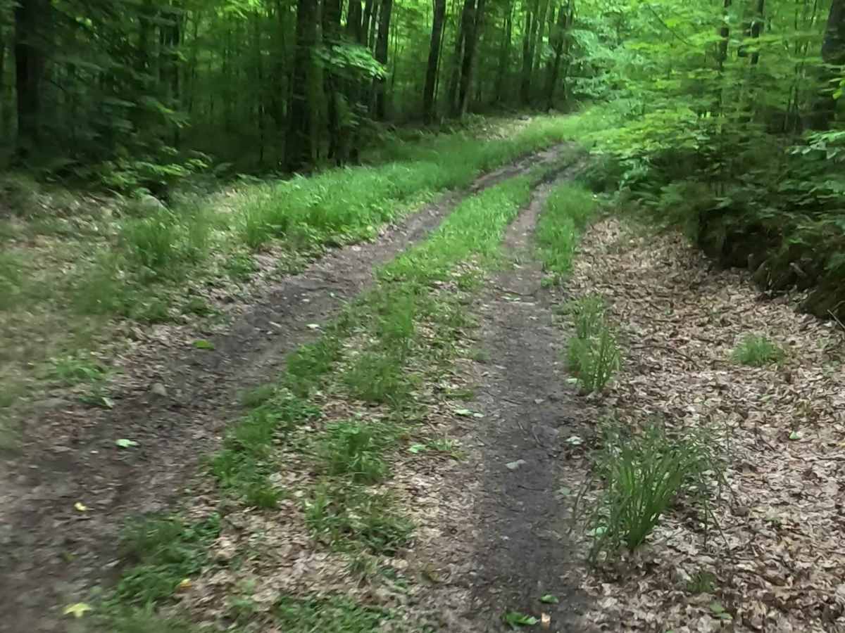 Barnhardt Creek Road photo 5