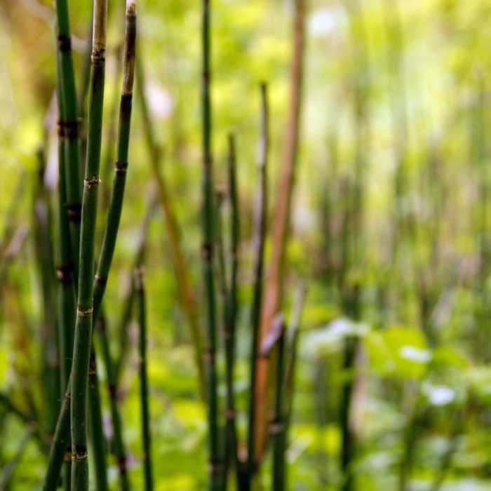 Near Tryon Creek State Park, Cedar Trail Hike