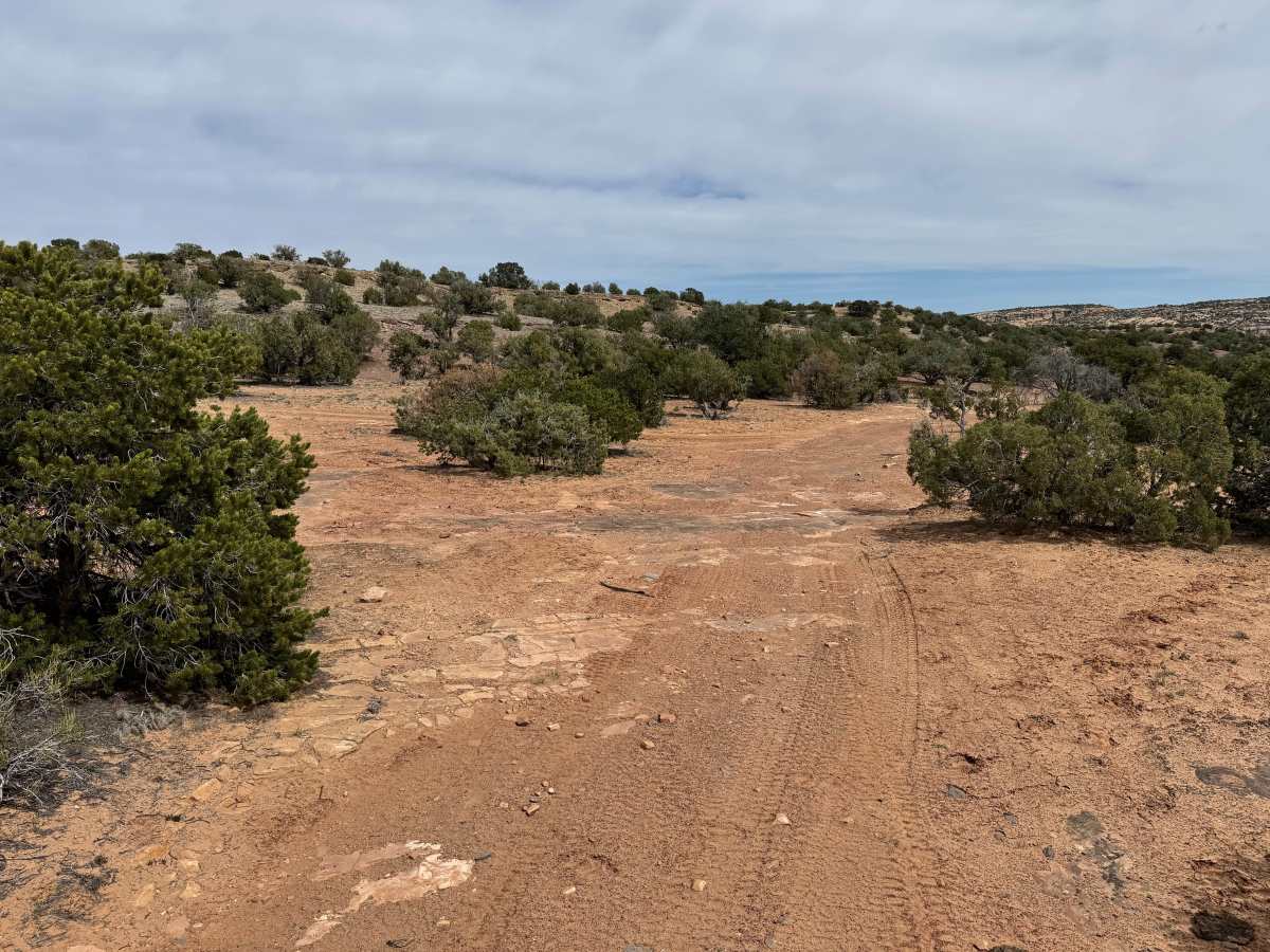 Pack Saddle Flats trail photo