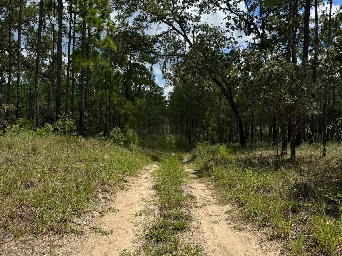 Trail 12 - Citrus WMA trail photo