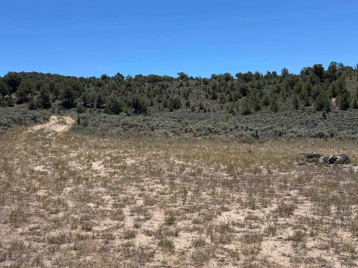 BLM 8477 photo 6