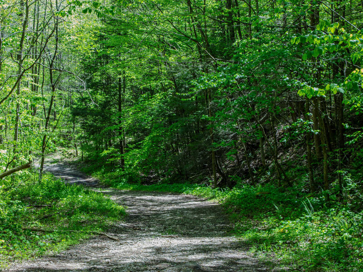 Jake's Branch Road  trail photo