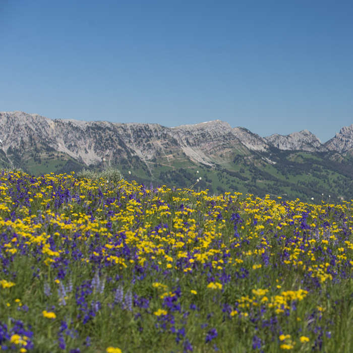 Views and wildflowers abound during springtime on the divide. Near Bangtail Divide Trail