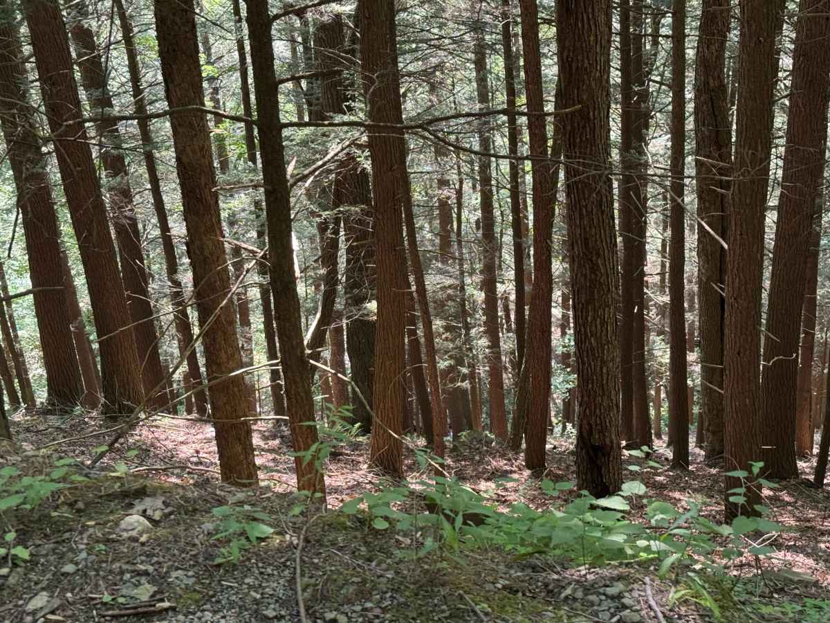 Dave Brown Mountain Road photo 6