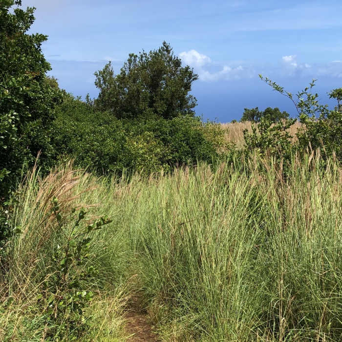 View from shelter toward cliff edge - this is to a vista; not the continuation of the trail! Near Nualolo Nualolo Cliffs Awaawapuhi loop