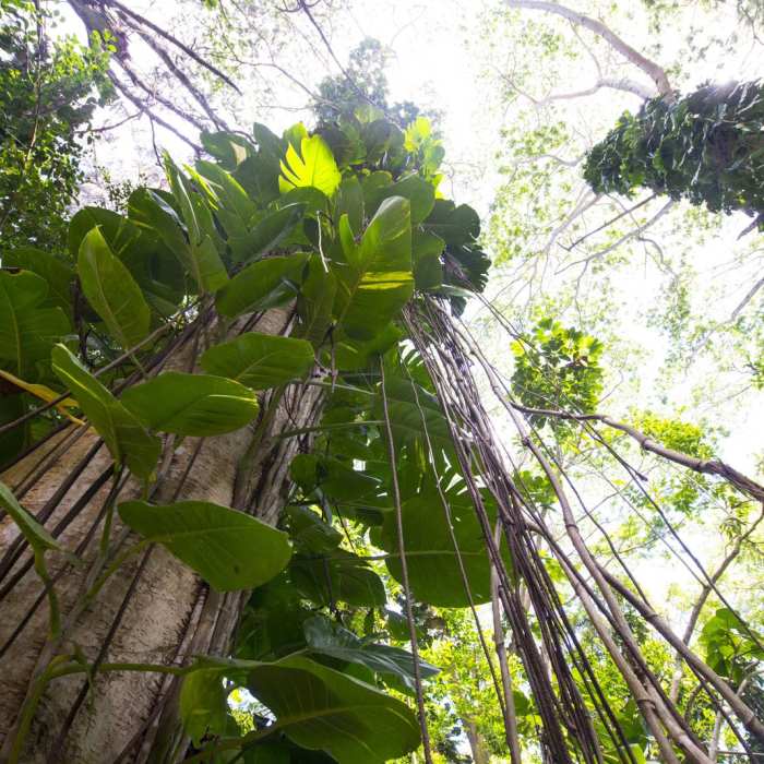 Near Maunawili Falls Hike Near Maunawili Falls Hike