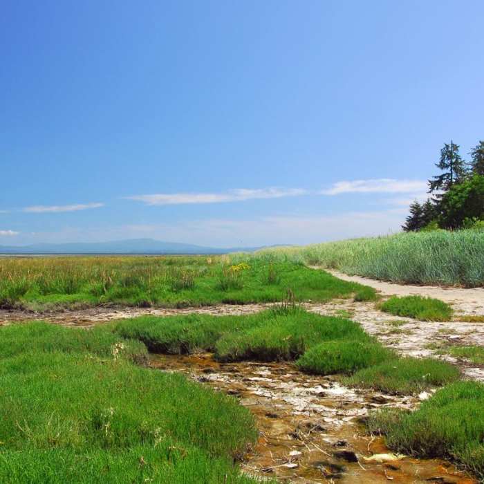 Near Leadbetter Point Loop Hiking Trail Near Leadbetter Point Loop Hiking Trail