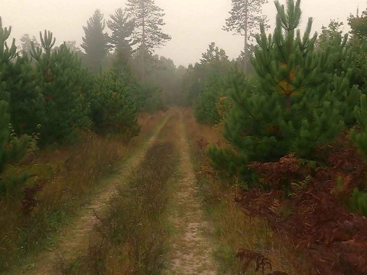 Paquinn Creek Road/ Sand Lake Road - FS 3374 (ORV Route A) photo 6