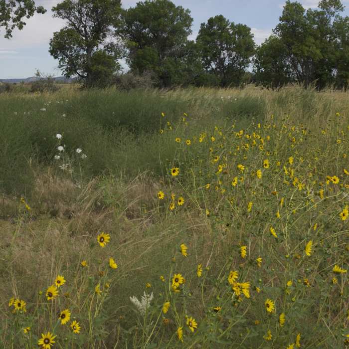 Wildflowers bloom along the trail in spring and summer time. Near Confluence Trail