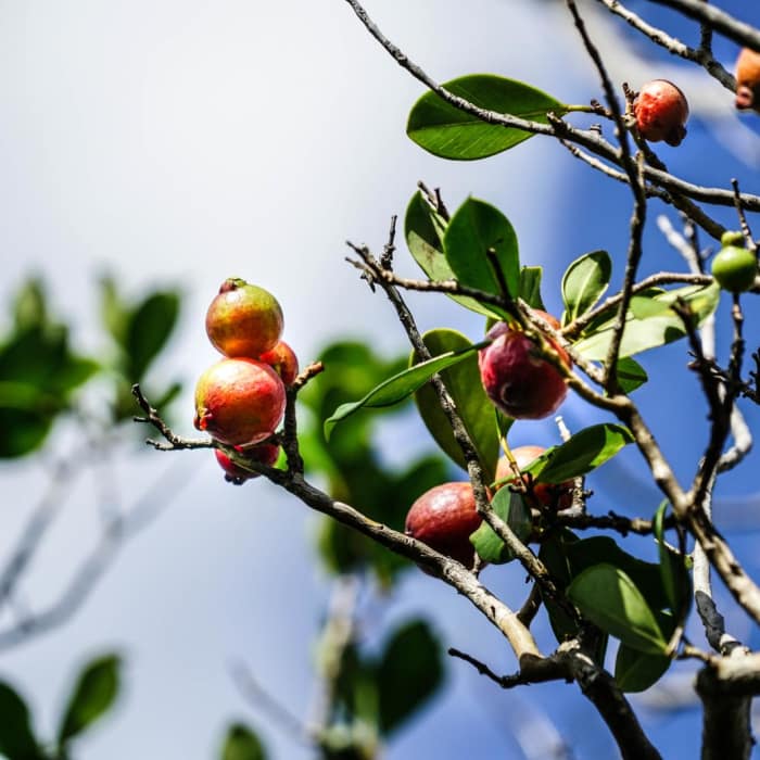 Near Kalauao Gulch and Kalauao Falls Near Kalauao Gulch and Kalauao Falls