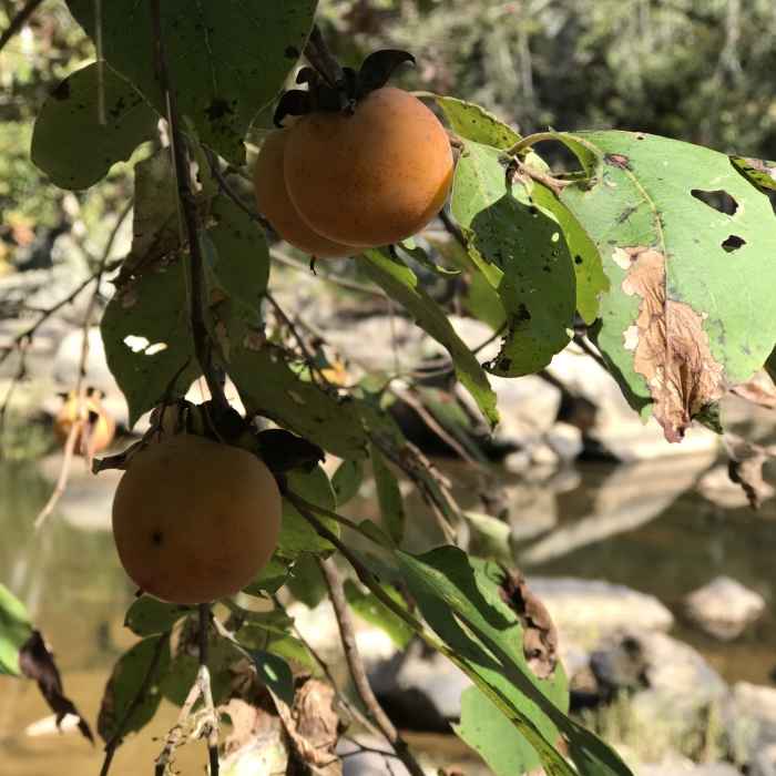 Near Eno Quarry Trail