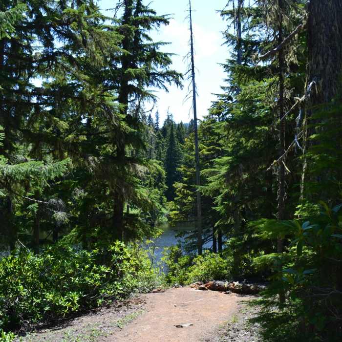 Near Diamond Creek Falls