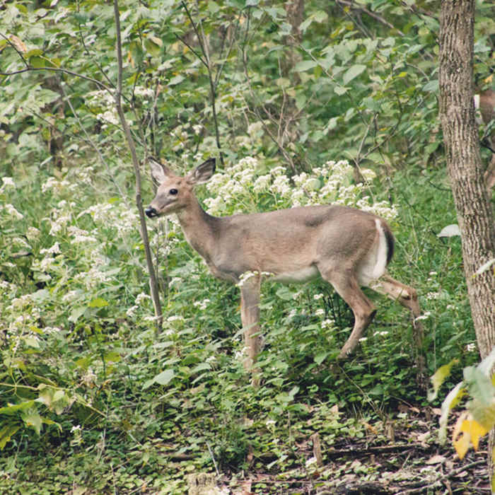 Near Spillway Trail