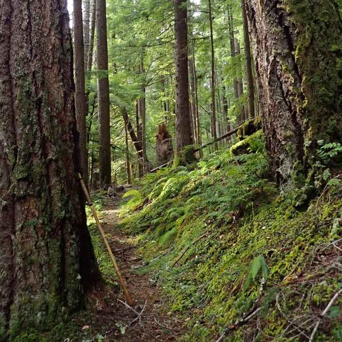 Five feet in diameter and hundreds of years old Near Cow Creek Trail #1424