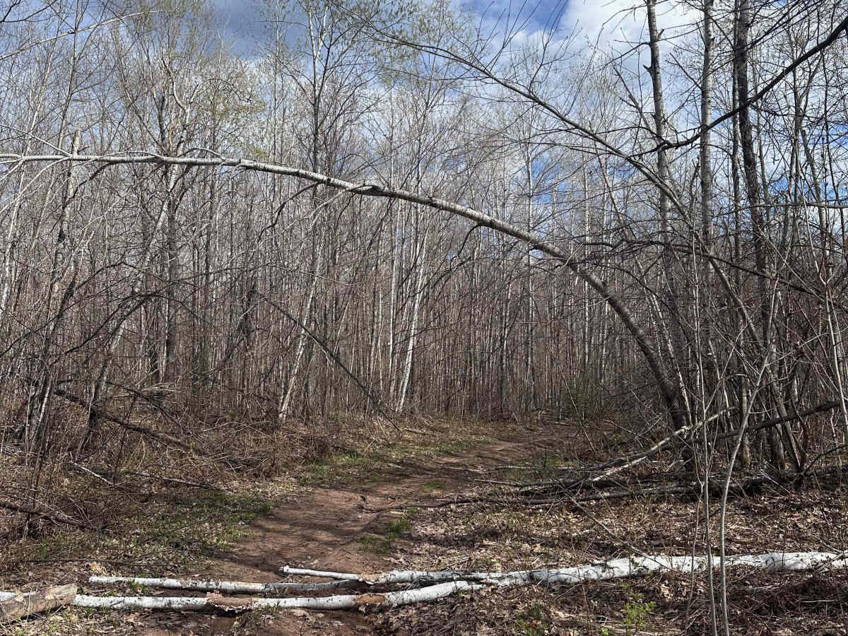 Abandoned Bog Trail photo 5