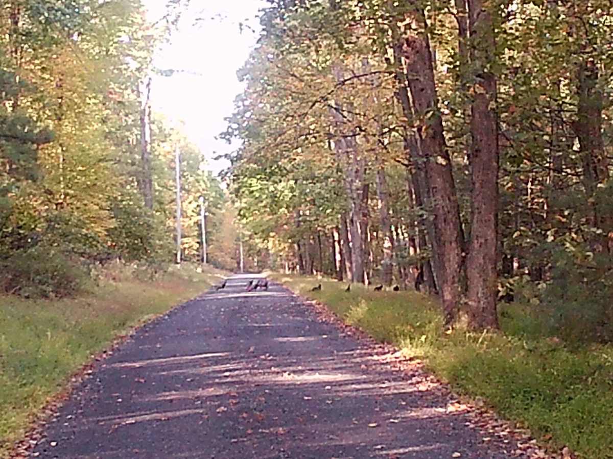 Lingle Valley Road photo 4