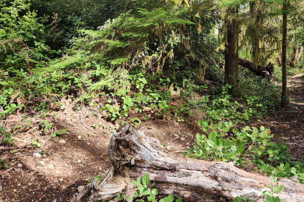 Twin Lakes Loop
