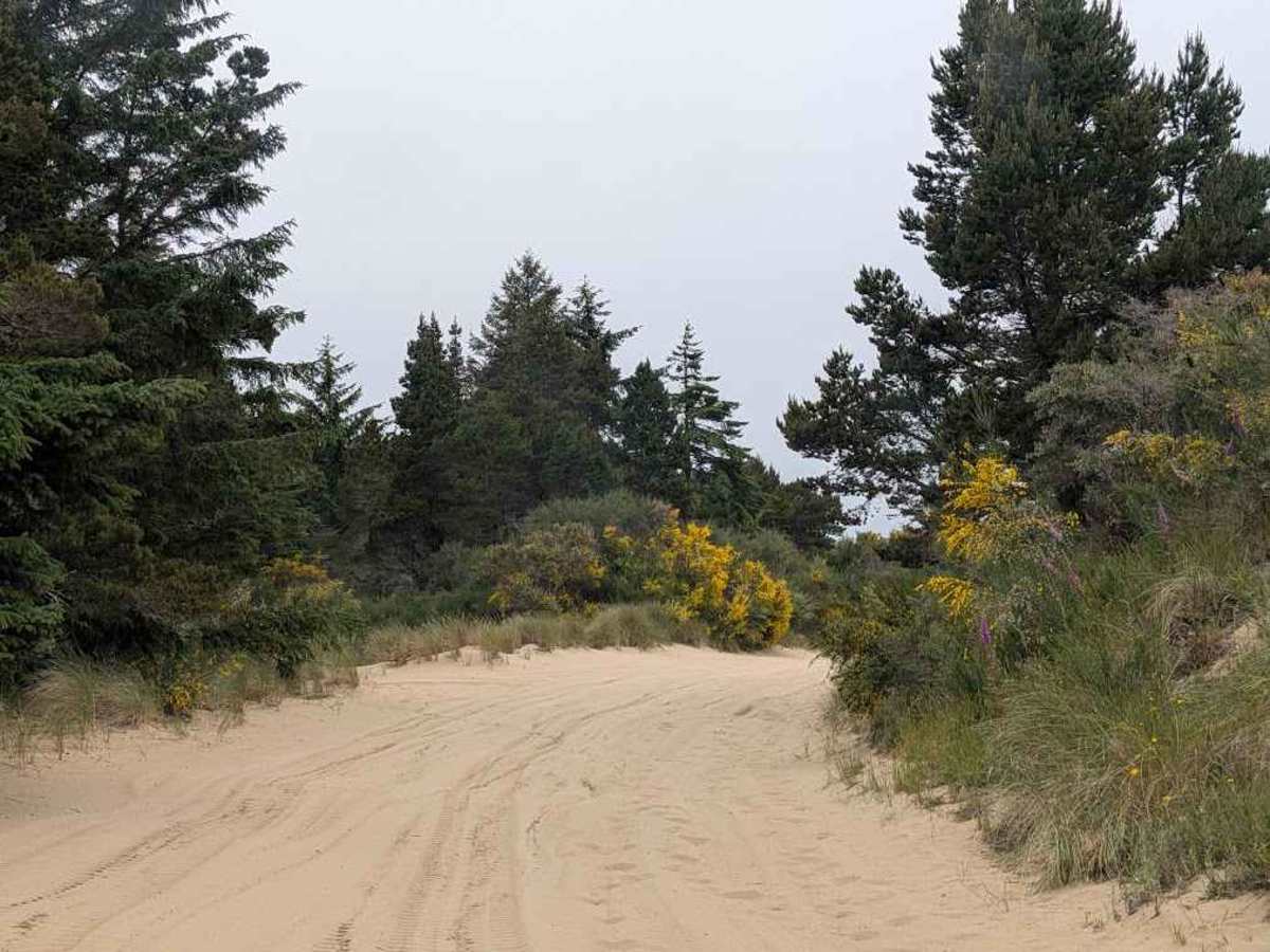 South Jetty Trail A - FS 1344A photo 3