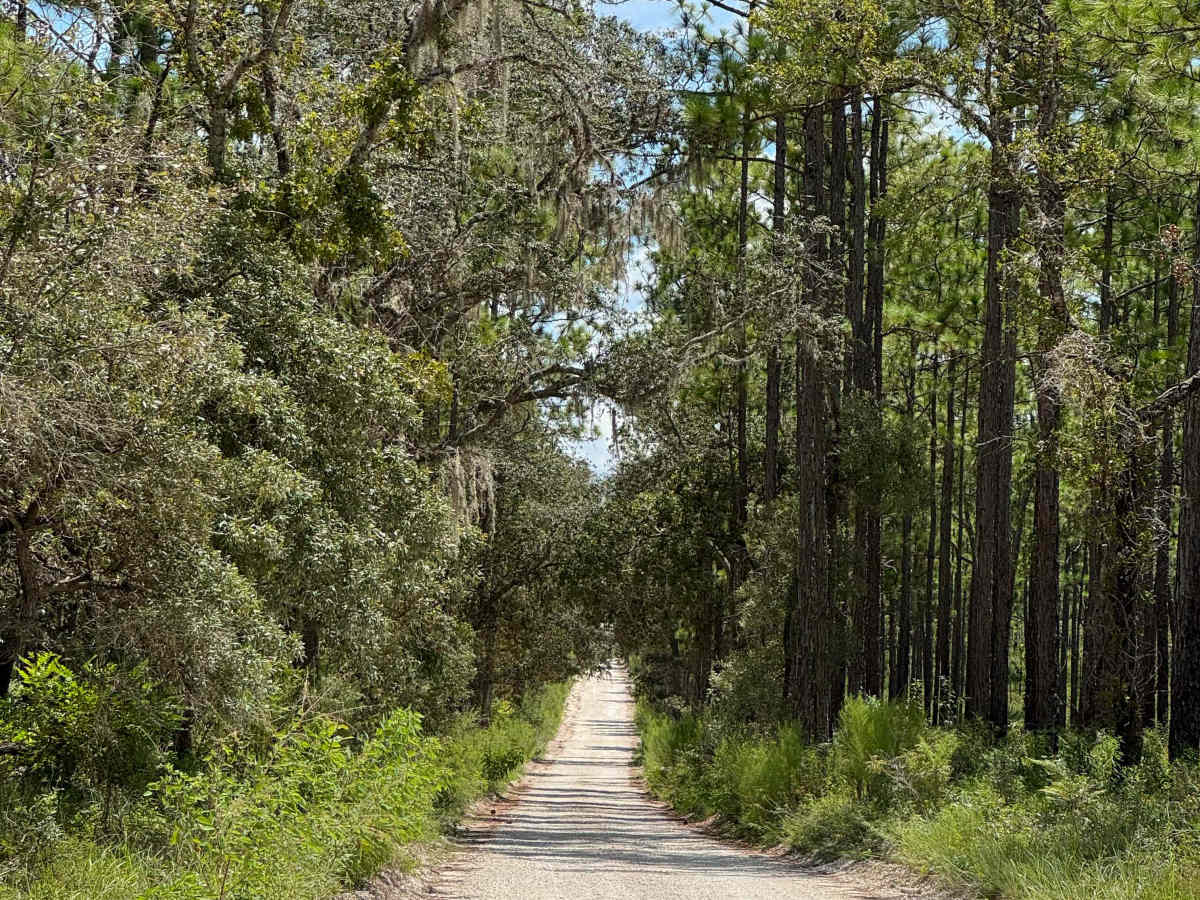 Trail 10 - Citrus WMA photo 6
