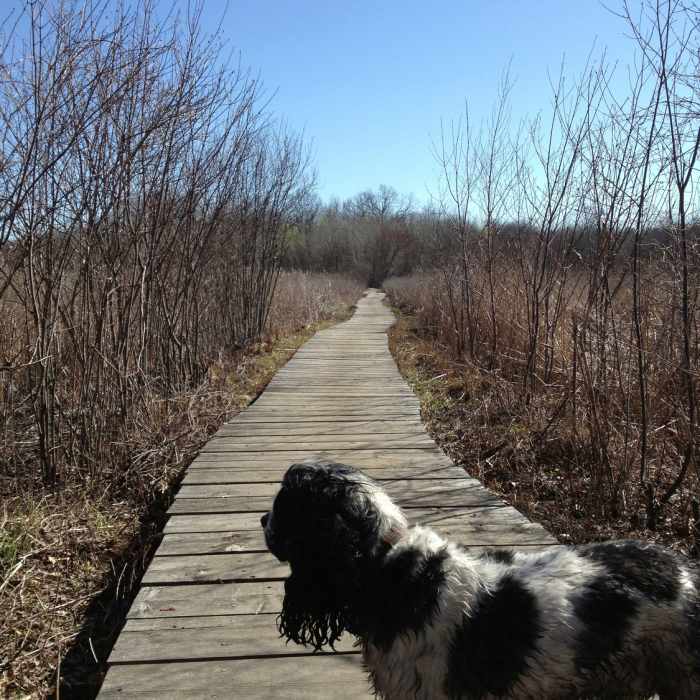 Frankie on the boardwalk Near Blue Heron Trail