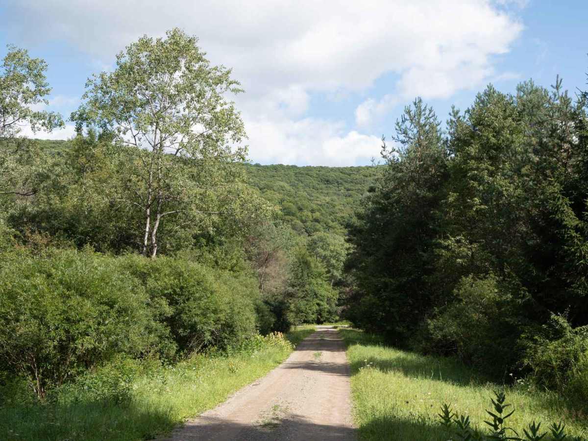 Phearsdorf Forest Road photo 3