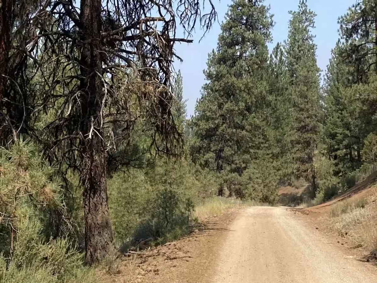 Pine Creek Road - 304 trail photo