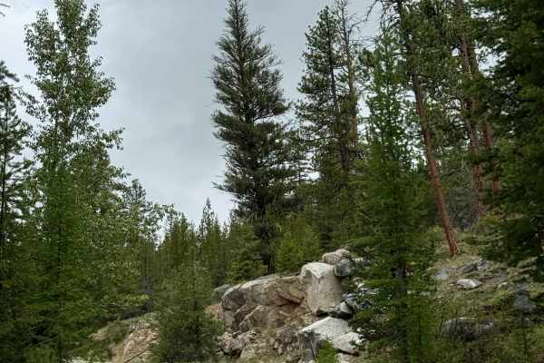 Beaver Summit Road - FS 4230
