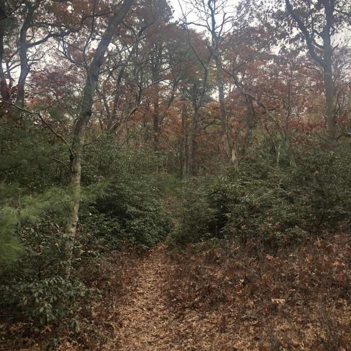Near Duval Trail (Blue)