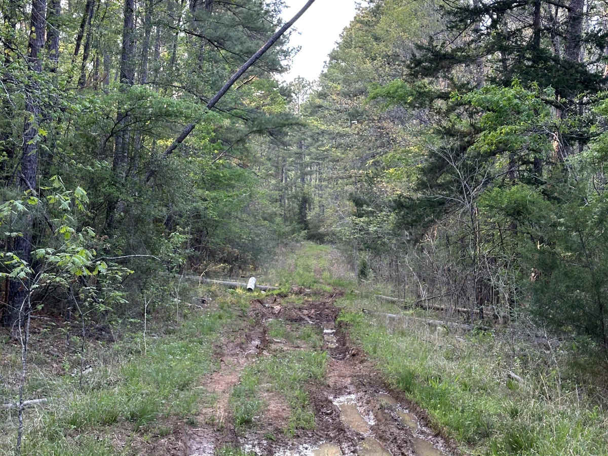 FS 556 trail photo