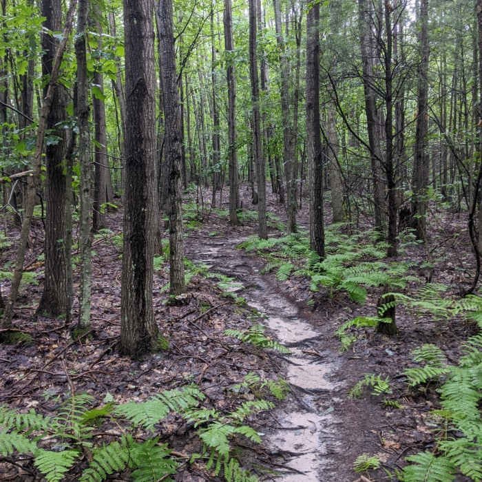 Near Lewis/Trow Mound Tour