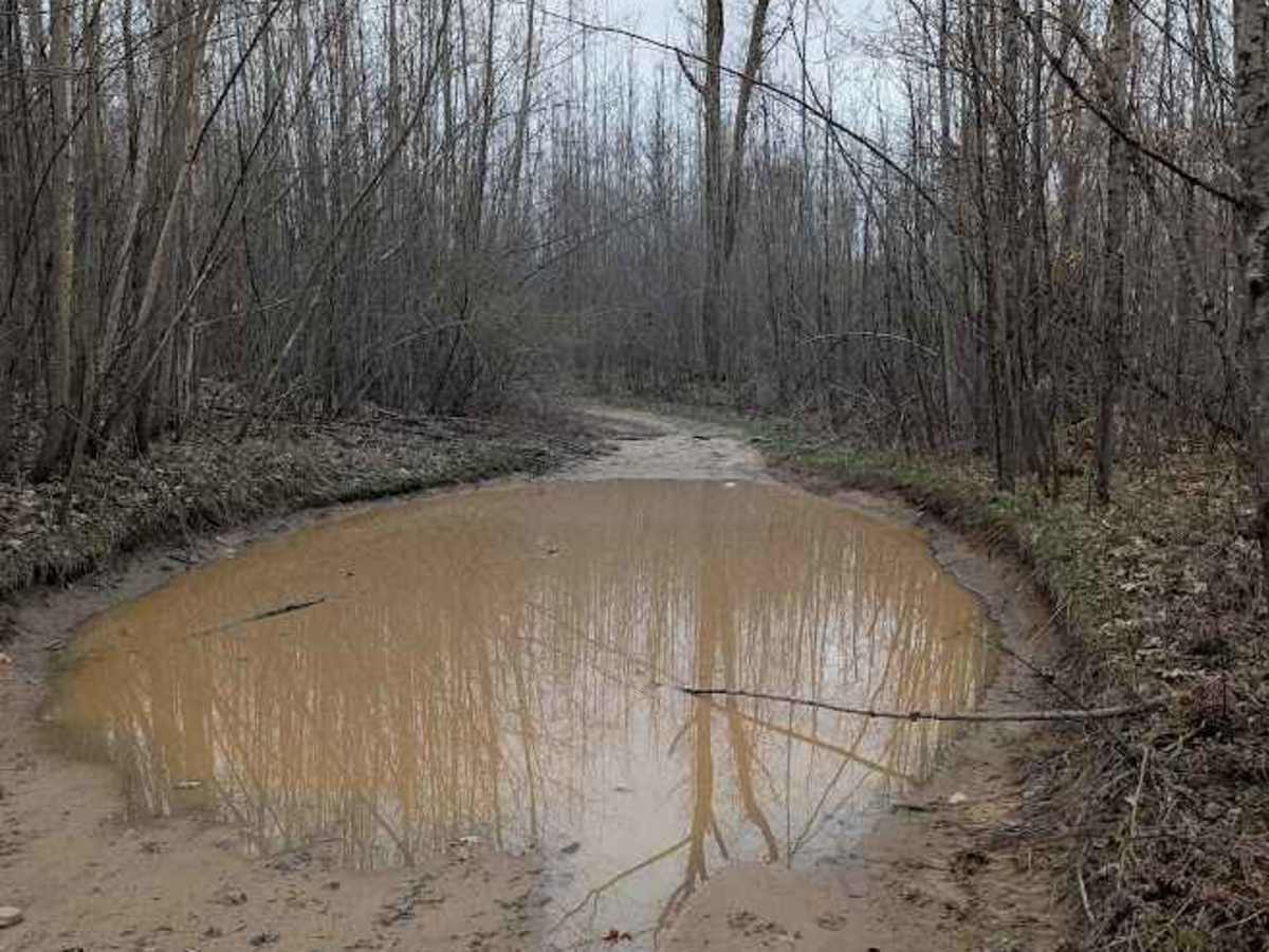 Birch Tree Trail photo 3