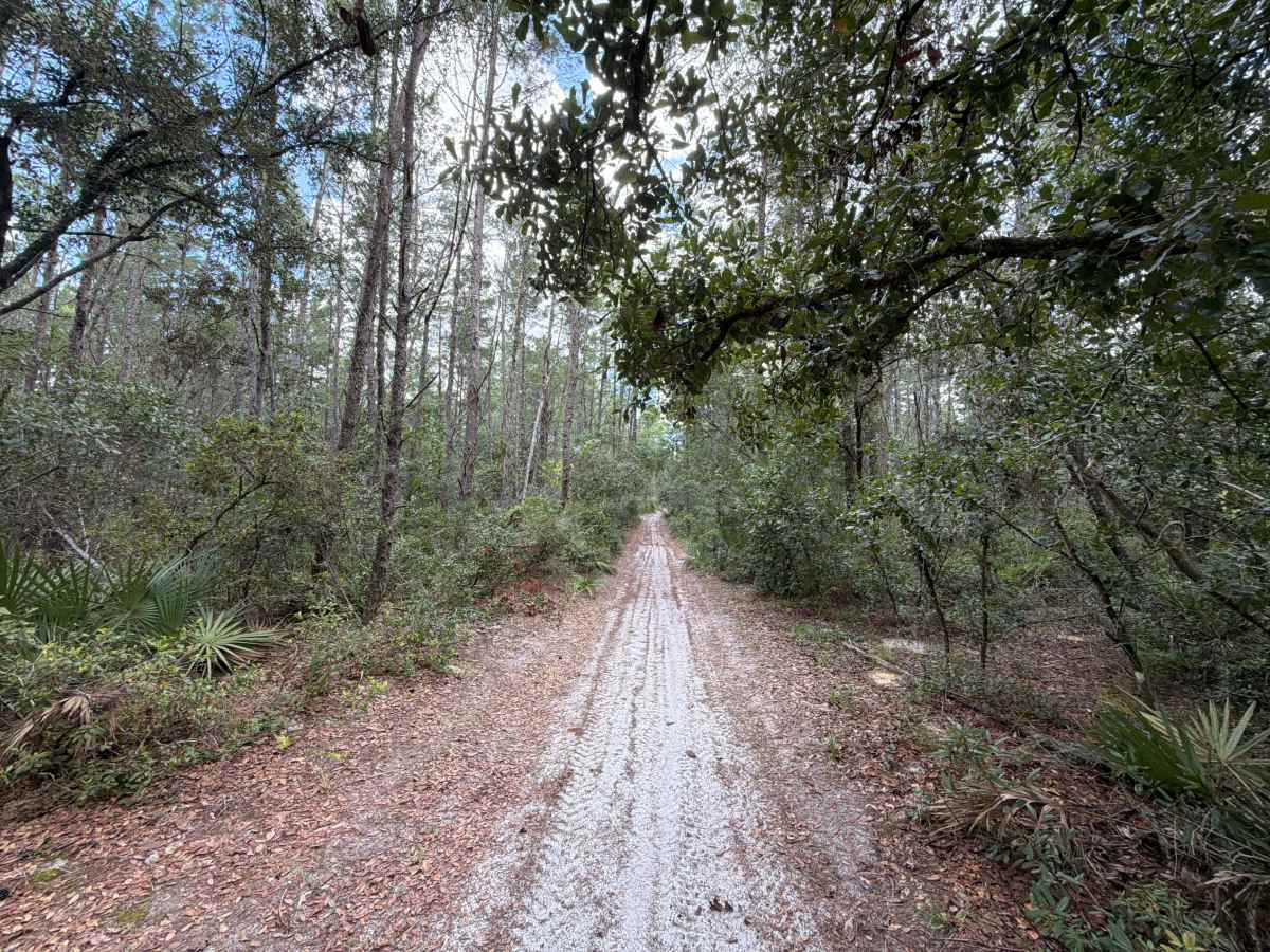 Ocala National Forest 445-2.3B photo 6