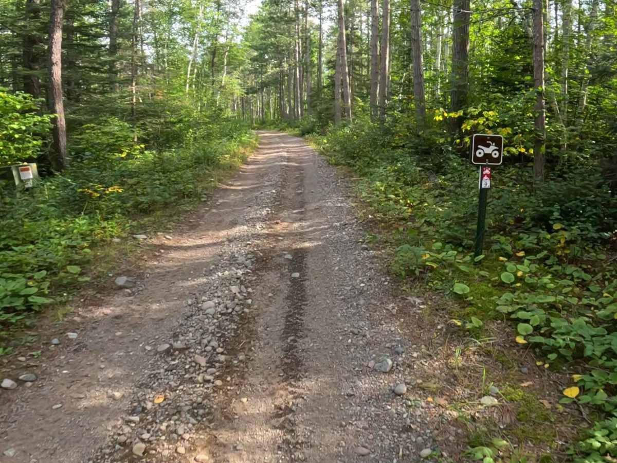 Jackpine - FS 173 trail photo