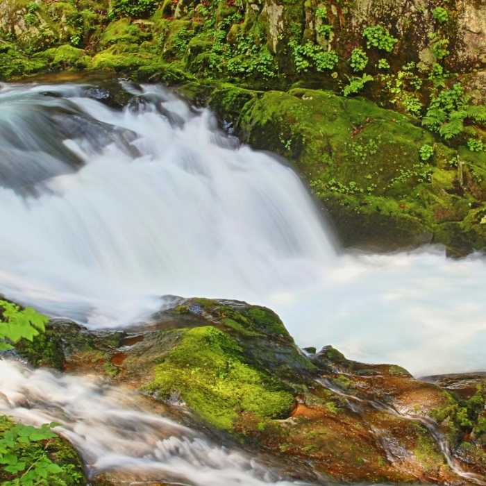 Near Sweet Creek Hike