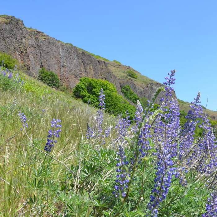 Near Lyle Cherry Orchard