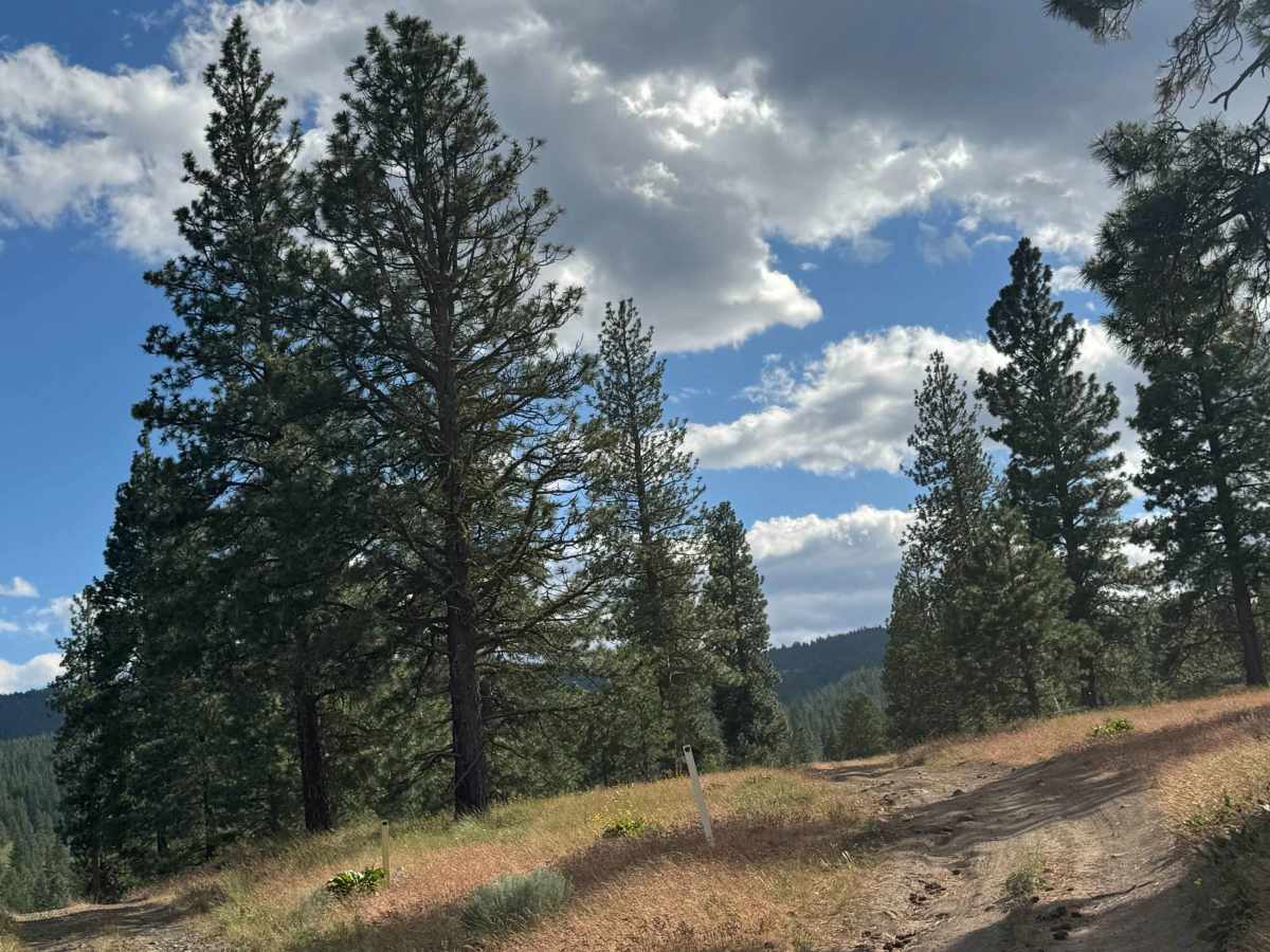 Mill Canyon Road trail photo