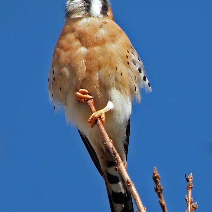 American Kestrel Near The Chicago Outerbelt Route