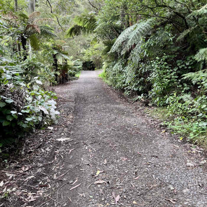 Near Waiomu Kauri Grove