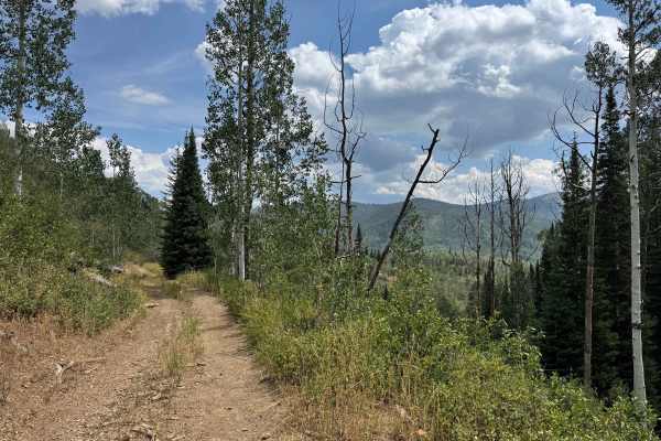 Blue Jay Mine Road