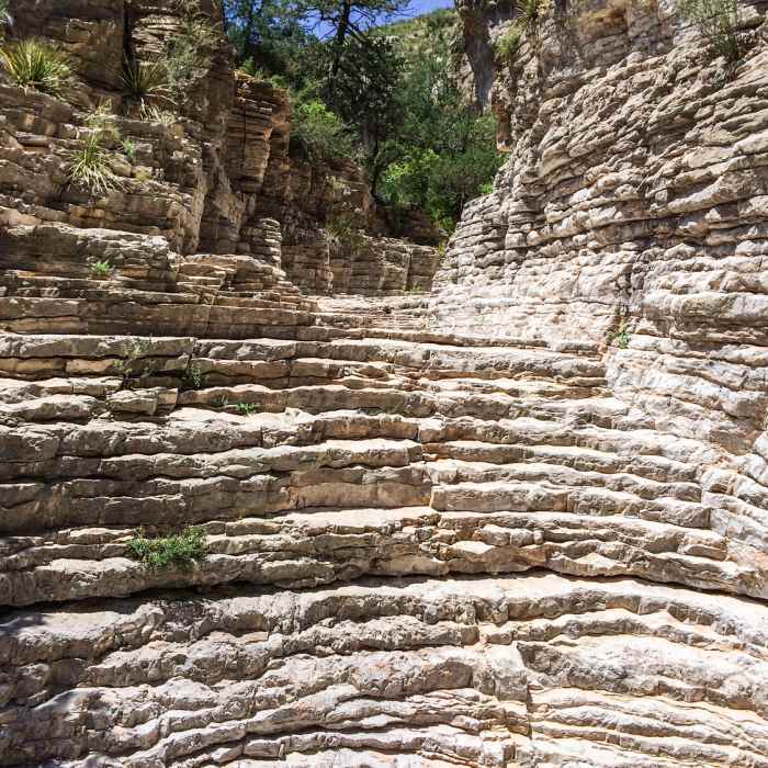 Near Texas Evergreen Tour