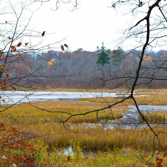 Near Aiton Heights Fire Tower Near Aiton Heights Fire Tower