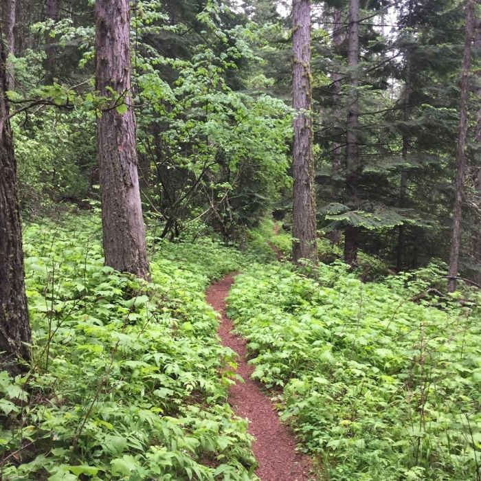 Near Trail 79 (Caribou Ridge NRT)
