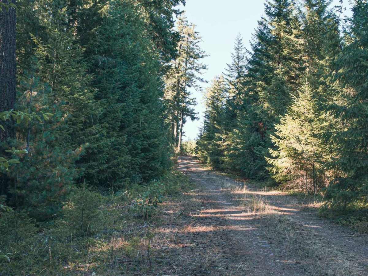 Panther Ridge trail photo