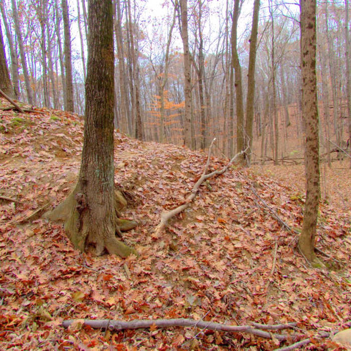 Near Camp Creek Trail Near Camp Creek Trail