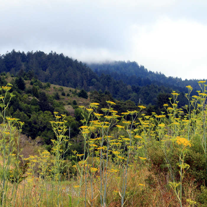 Near Bolinas Ridge