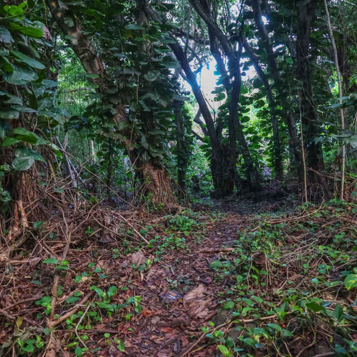 Near Ili'ili'opae Heiau