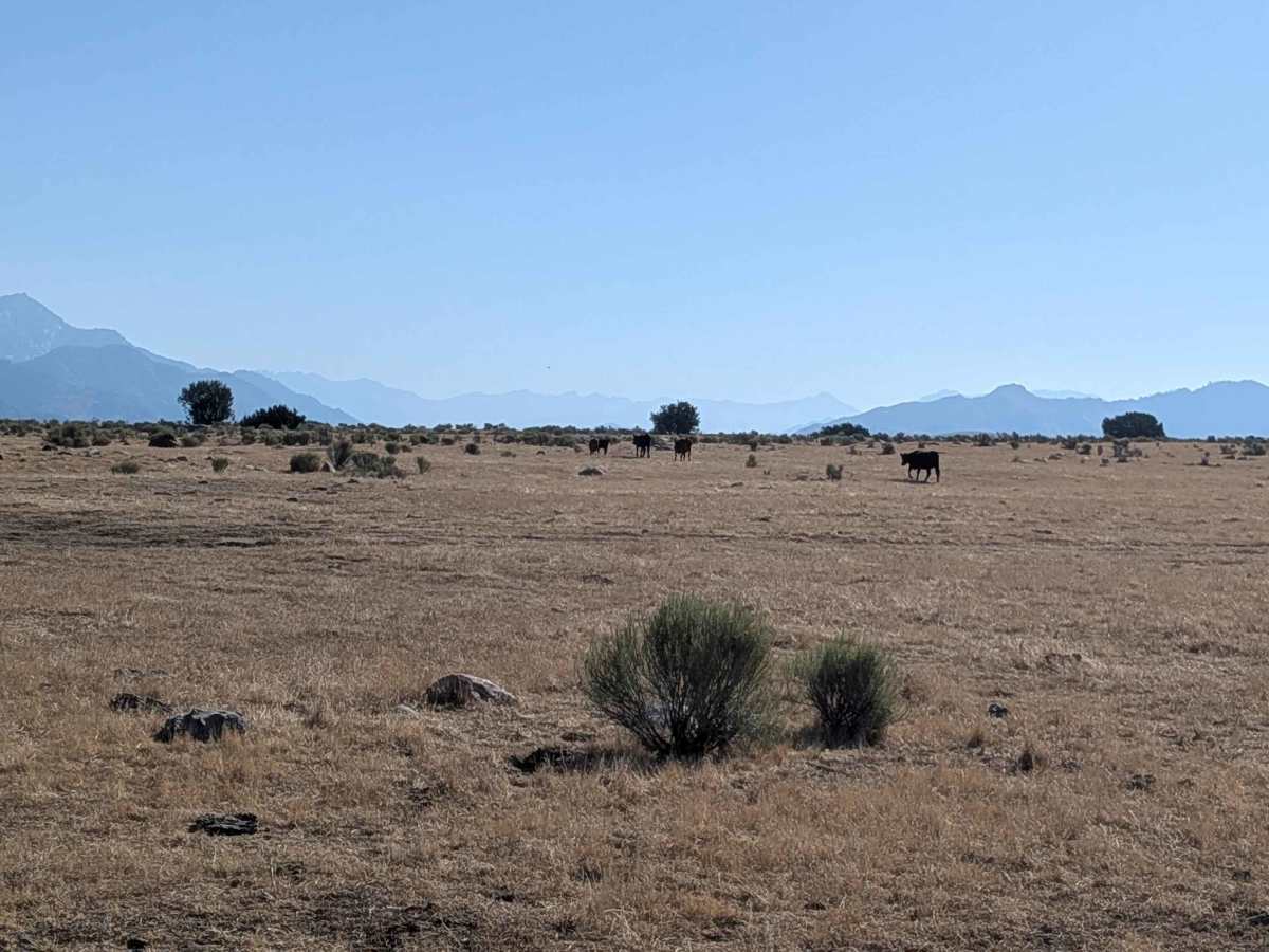 Juniper Flat photo 4