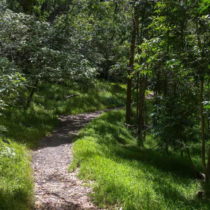 Near Kipukapuaulu Trail